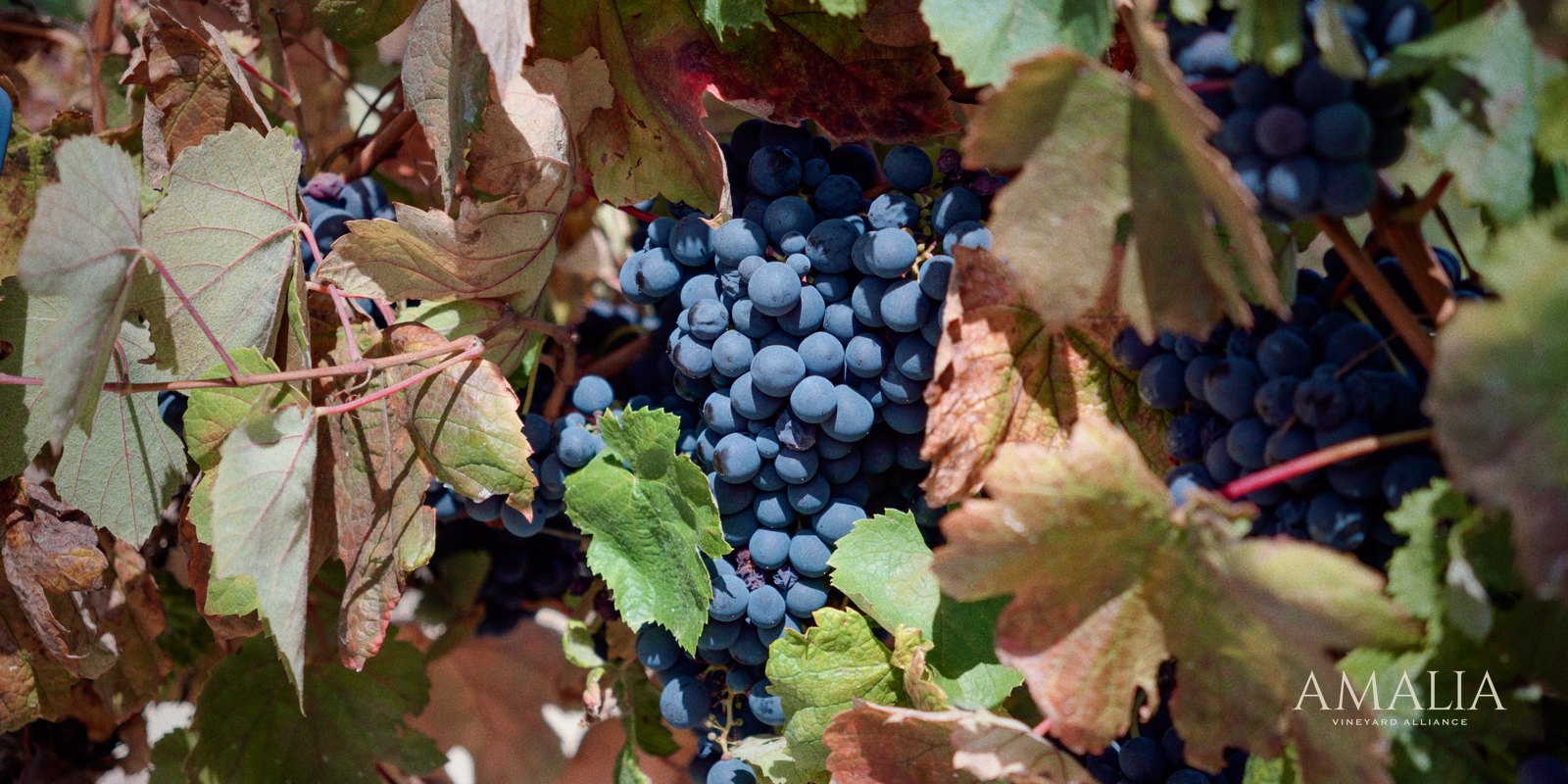 Ripe dark grapes on the vine in Bairrada, the Portuguese region where AVA's Espumante is made